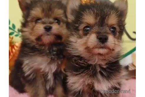 成約済の栃木県のミックス犬-212894